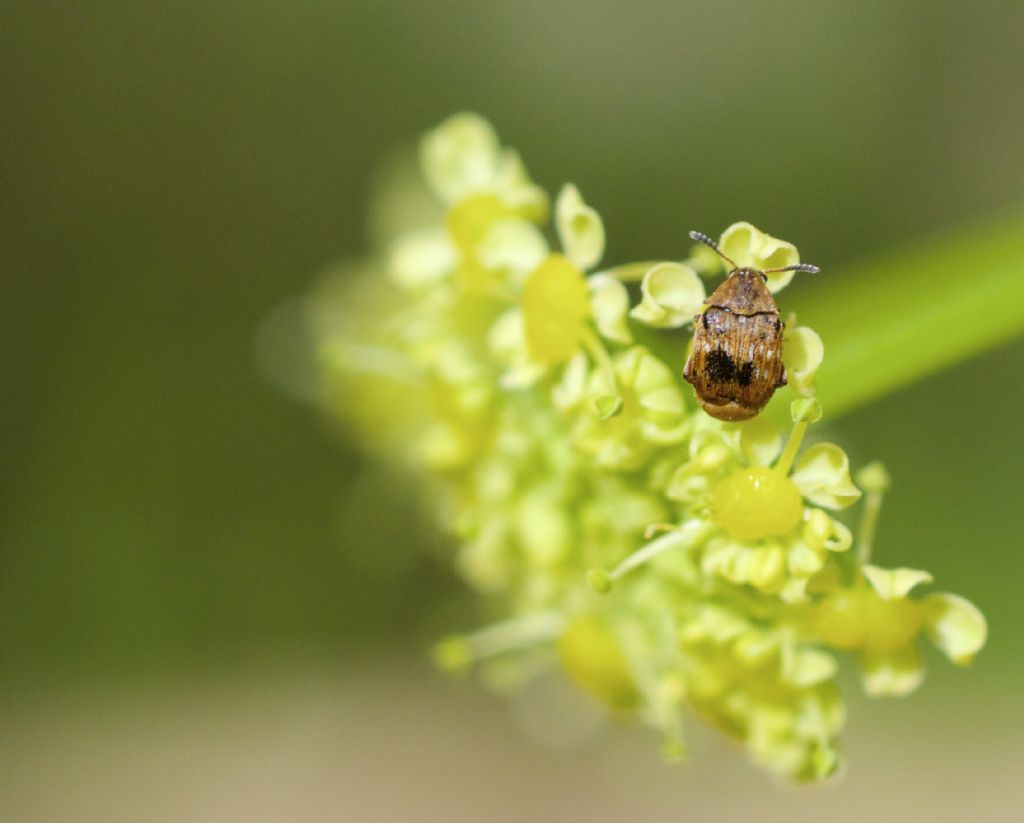 Chrysomelidae Bruchinae: Bruchidius sp. e cfr. Bruchus sp.